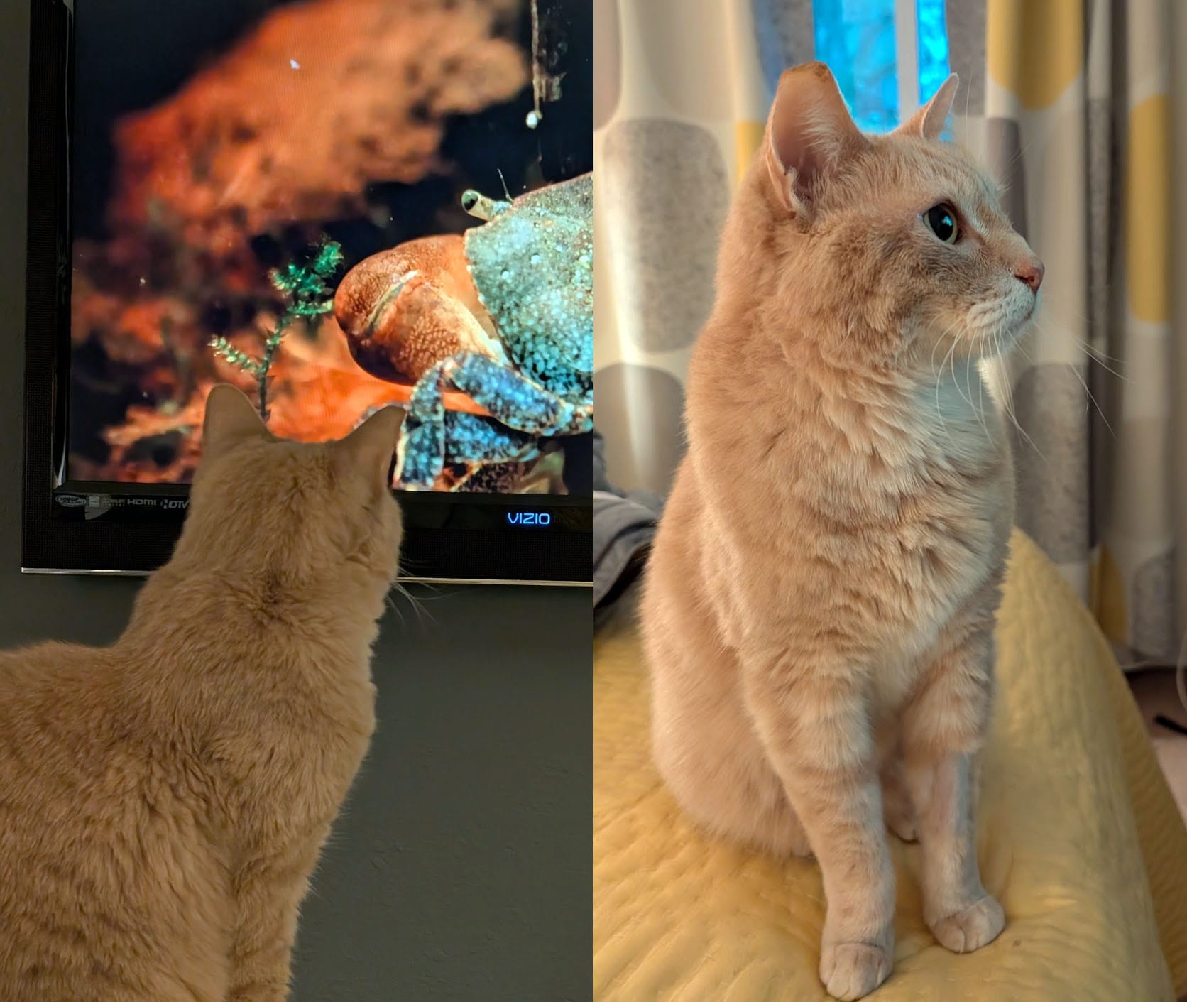 On the left, Finn watching a nature show on the TV. On the right, a side view of his face, completely rapt.