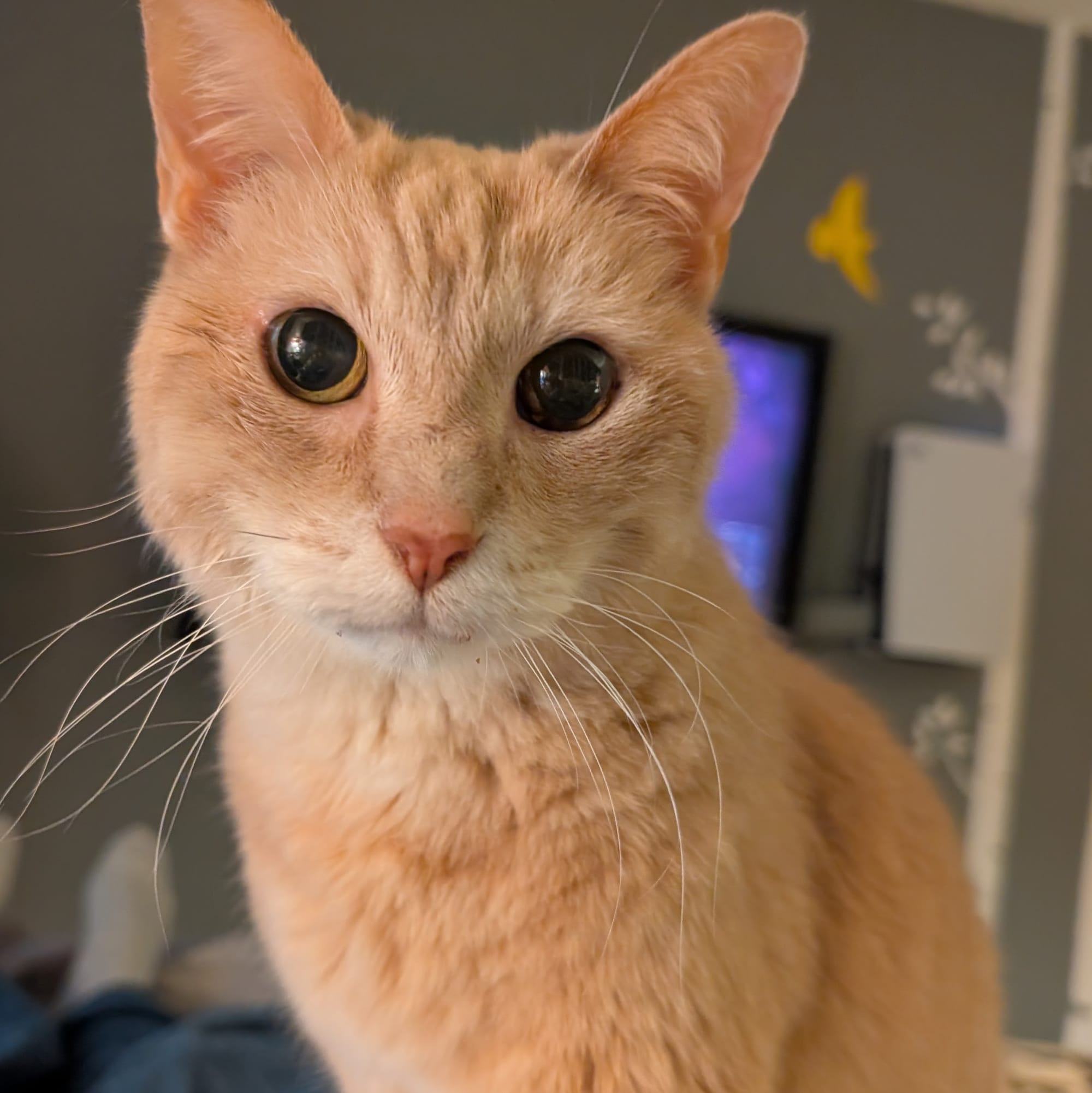 An orange cat staring straight into the camera, his eyes full dilated so they look like black orbs.