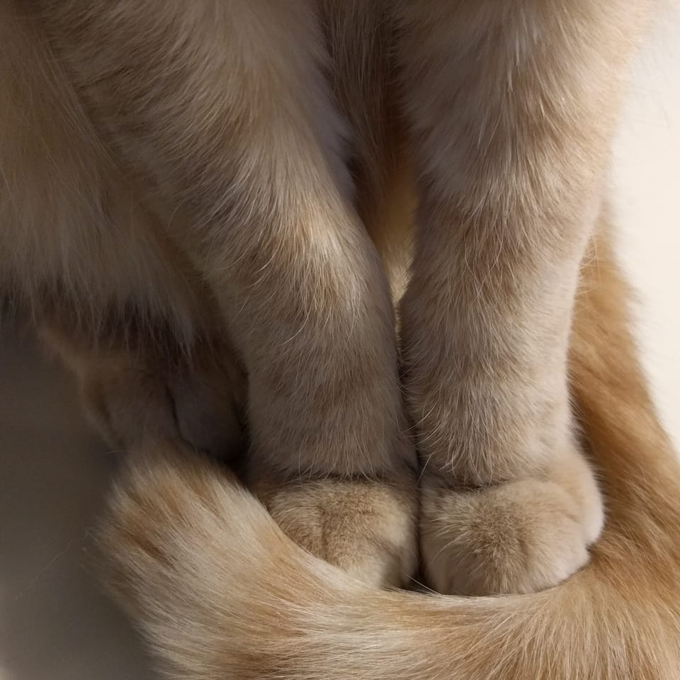 The velvety front paws and tail of an orange cat.